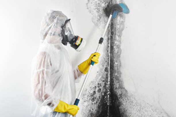 Best Mold Prevention Services  in Cohoes, NY