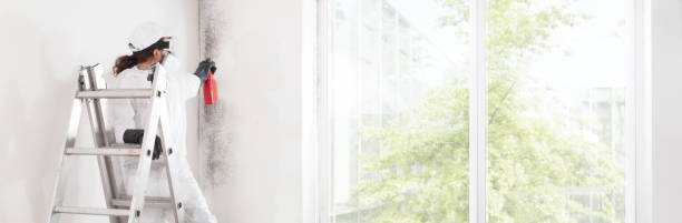 Trusted Cohoes, NY Mold Removal Experts